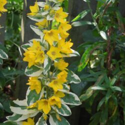 Lysimachia punctata Alexander