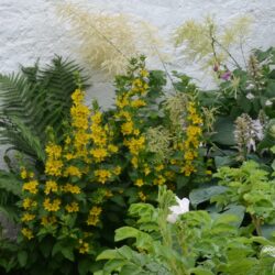 Lysimachia punctata