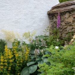 Lysimachia punctata