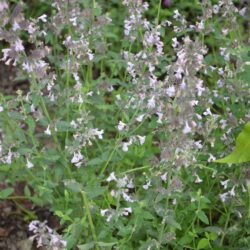 Nepeta racemosa Amelia