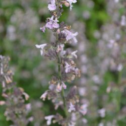 Nepeta racemosa Amelia