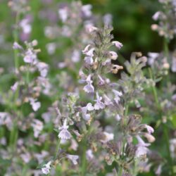 Nepeta racemosa Amelia