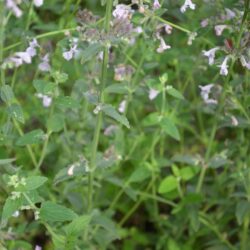 Nepeta racemosa Amelia