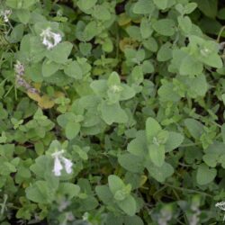 Nepeta racemosa Snowflake