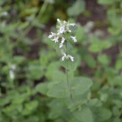 Nepeta racemosa Snowflake