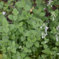 Nepeta racemosa Snowflake