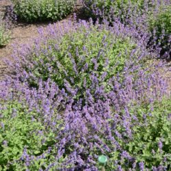 Nepeta racemosa Superba