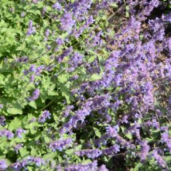 Nepeta racemosa Superba