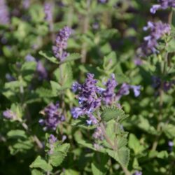 Nepeta racemosa Superba