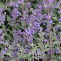 Nepeta racemosa Walker's Low