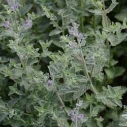 Nepeta racemosa Walker's Low