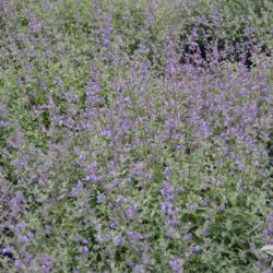 Nepeta racemosa Walker's Low