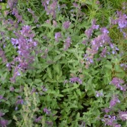 Nepeta racemosa Walker's Low