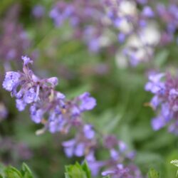 Nepeta racemosa Walker's Low