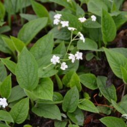 Omphalodes verna Alba