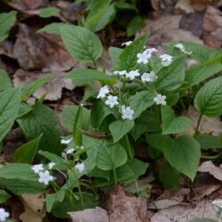 Omphalodes verna Alba