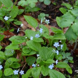 Omphalodes verna Elfenauge