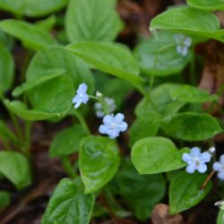 Omphalodes verna Elfenauge