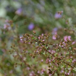 Origanum laevigatum Aromatico