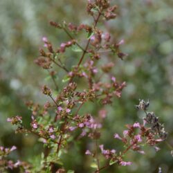 Origanum laevigatum Aromatico