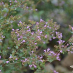 Origanum laevigatum Aromatico