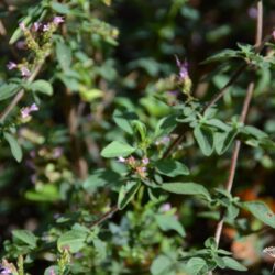 Origanum laevigatum Aromatico