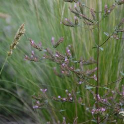 Origanum laevigatum Aromatico