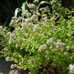 Origanum vulgare Aureum