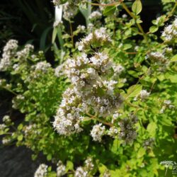 Origanum vulgare Aureum