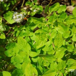 Origanum vulgare Aureum