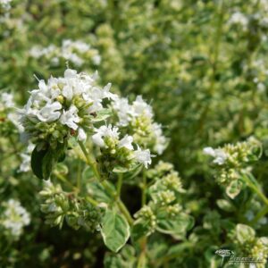 Origanum vulgare Country Cream