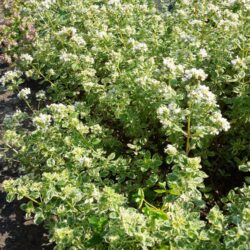 Origanum vulgare Country Cream