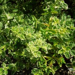 Origanum vulgare Country Cream