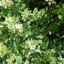 Origanum vulgare Country Cream