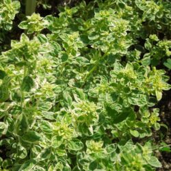 Origanum vulgare Country Cream