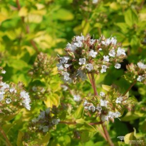 Origanum vulgare Thumbles Variety