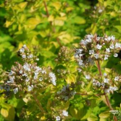 Origanum vulgare Thumbles Variety