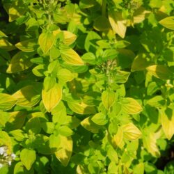 Origanum vulgare Thumbles Variety