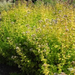 Origanum vulgare Thumbles Variety