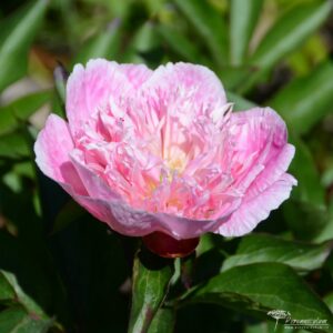 Paeonia lactiflora Do Tell