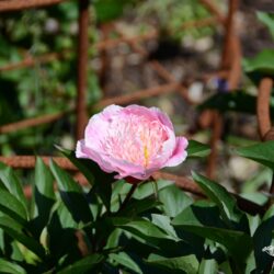 Paeonia lactiflora Do Tell