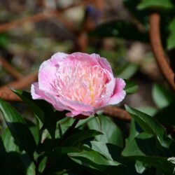 Paeonia lactiflora Do Tell