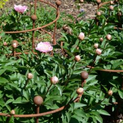 Paeonia lactiflora Do Tell