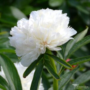 Paeonia officinalis Alba Plena