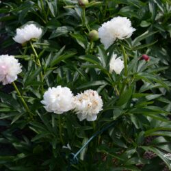 Paeonia officinalis Alba Plena