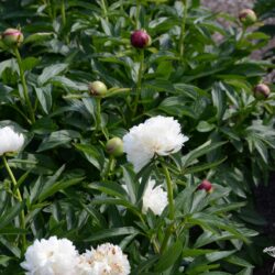 Paeonia officinalis Alba Plena