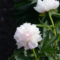 Paeonia officinalis Alba Plena