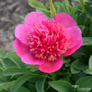 Paeonia officinalis Anemoneflora Rosea