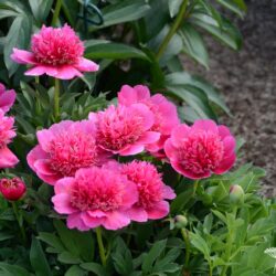 Paeonia officinalis Anemoneflora Rosea