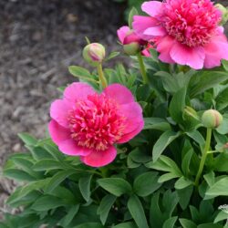 Paeonia officinalis Anemoneflora Rosea